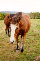 Sue M - Homestead